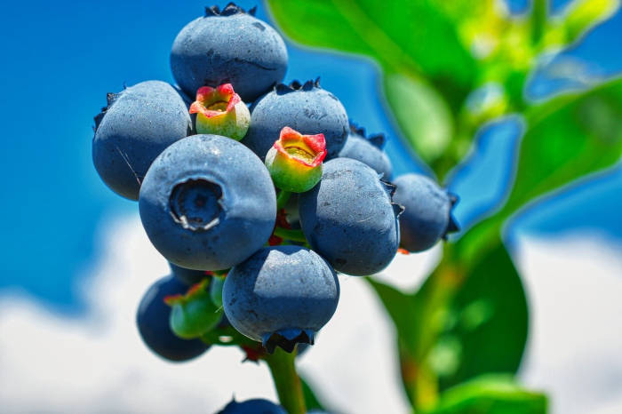 Blaubeeren